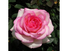 Rosa miniature Biedermeier.jpg