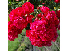 Rosa park Gärtnerfreude.jpg