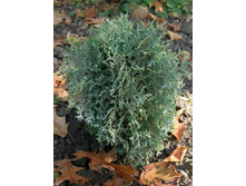 107,8���. ��� Thuja occidentalis Waterfield_P9 10-15.jpg