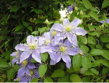 Clematis viticella Justa �������� ���������� ���� 3 (�������) 2 ltr € 6,04 453,21�..jpg