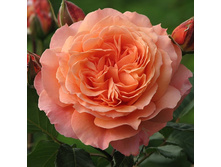 Rosa park Belvedere.jpg