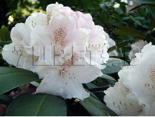 Rhododendron yakushimanum Schneekrone ����������� ������������ �������� -25�C 5 ltr 20-25 € 16,37 1 228,05�..jpg