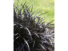 Ophiopogon planiscapus Nigrescens ��������� ������������� ���������� € 1,49 108,77���..jpg