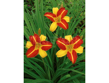 Hemerocallis Frans Hals �������� ����� ���� € 0,67 48,91���..jpg