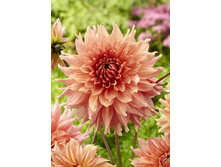 80,1���. �������� ������� ����(�������� ���� �� 1 ��., ����������� ����� 1��.)���17.jpg