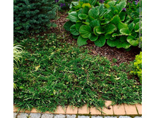 97,2���. ������������ Juniperus horizontalis Villa Marie_P9 15-20.jpg