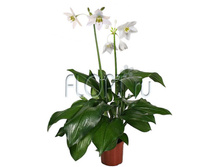 ������� ����������� 15�75. 932,67 ���.jpg