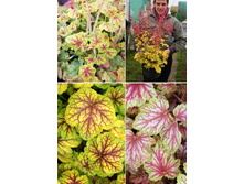 243,2���. ������� ������ Master Painter™(�������� ���� �� 1 ��., ����������� ����� 1��.).jpg