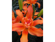 45,02���. ����� ������ ����(��� 5 ��. ���������� �� 2��.).jpg