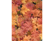Heuchera Caramel ������� �������� € 2,48 181,04���..jpg