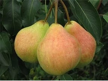 500x500.����� ������ ��������.jpeg