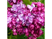 194���. ������ ������������ ���� ������.jpg