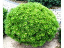 ����� Pinus nigra Bambino �9-319�.jpg