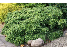 102,5���. ����� Tsuga canadensis Nana_P9.jpg