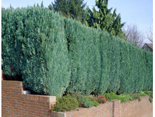 76,1���. ����������� Chamaecyparis lawsoniana Columnaris_P9 20-25.jpg