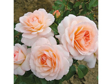 Rosa park Schloss Eutin.jpg