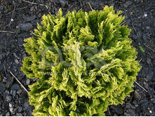 83,5���. ����������� Chamaecyparis lawsoniana Minima Aurea_P9 10-15.jpg