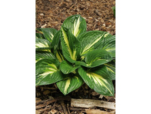 156,3���. ����� �����(�������� ���� �� 1 ��., ����������� ����� 1��.).jpg