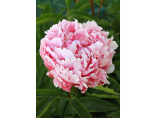 259���. ���� ����������(�������� ���� �� 1 ��., ����������� ����� 1��.)���17.jpg