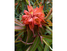 131���. ������� ��������(�������� ���� �� 1 ��., ����������� ����� 1��.).jpg