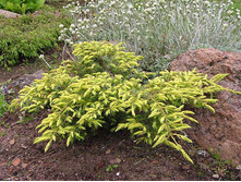 102,5���. ������������ Juniperus communis Depressa Aurea_P10,5.jpg