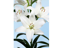 21,43���. ����� �����(��� 7 ��. ���������� �� 2��.)���17.jpg