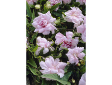 57,6���. ���������� ����� �����(�������� ���� �� 2 ��., ����������� ����� 1��.).jpg