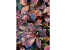 251,1���. ��������� ����� �����(�������� ���� �� 1 ��., ����������� ����� 1��.)���17.jpg