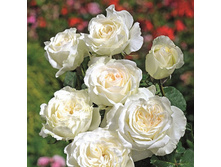 Rosa tea hybrid Irina.jpg
