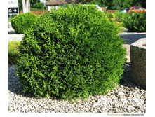 92���. ��� Thuja occidentalis Little Giant_P10.5.jpg