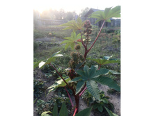 IMG 20160820 180020.jpg