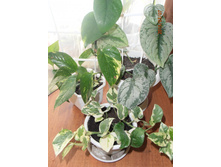 ���������� ��������� /Scindapsus pictus var. Argyraeus/