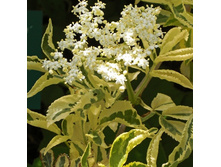 172���. ������ ޣ���� �������.jpg