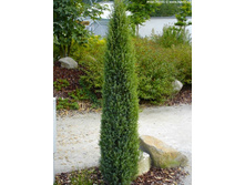 86,7���. ������������ Juniperus communis Arnold_P9 15-20.jpg
