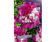 369,6���. ���� ���������(�������� ���� �� 1 ��., ����������� ����� 1��.).jpg