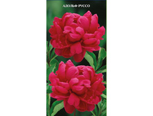 ���� ������ �����.jpg