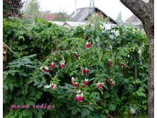 ������ Mood Indigo