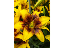 26,5���. ����� ������ ����(��� 7 ��. ���������� �� 2��.)���17.jpg