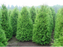 76,1���. ��� Thuja occidentalis Brabant.jpg