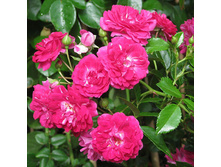 Rosa climbing Super Excelsa.jpg