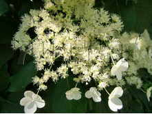 Hydrangea anomala Cordifolia ��������� �������� ���������� 2 ltr € 5,52 413,83�..jpg