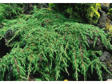 97,2���. ������������ Juniperus communis Corielagan.jpg
