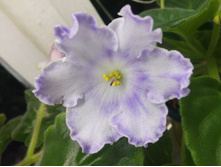 ������� ����������� (�����)