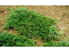 86,7���. ������������ Juniperus horizontalis Prostrata.jpg