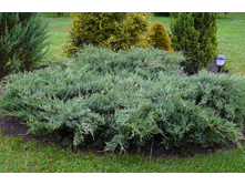 86,7���. ������������ Juniperus virginiana Grey Owl_P9 15-20.jpg