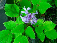 Clematis heracleifolia Cassandra �������� ���������������� ��������� 3 (�������) 2 ltr € 6,57 492,58�..jpg