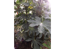 DSCF8119.JPG