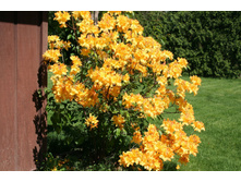 ������ ������ �����-241