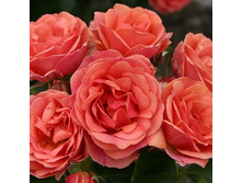Rosa miniature Mandarin.jpg