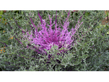 �������� �����